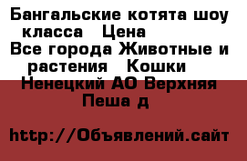 Бангальские котята шоу класса › Цена ­ 25 000 - Все города Животные и растения » Кошки   . Ненецкий АО,Верхняя Пеша д.